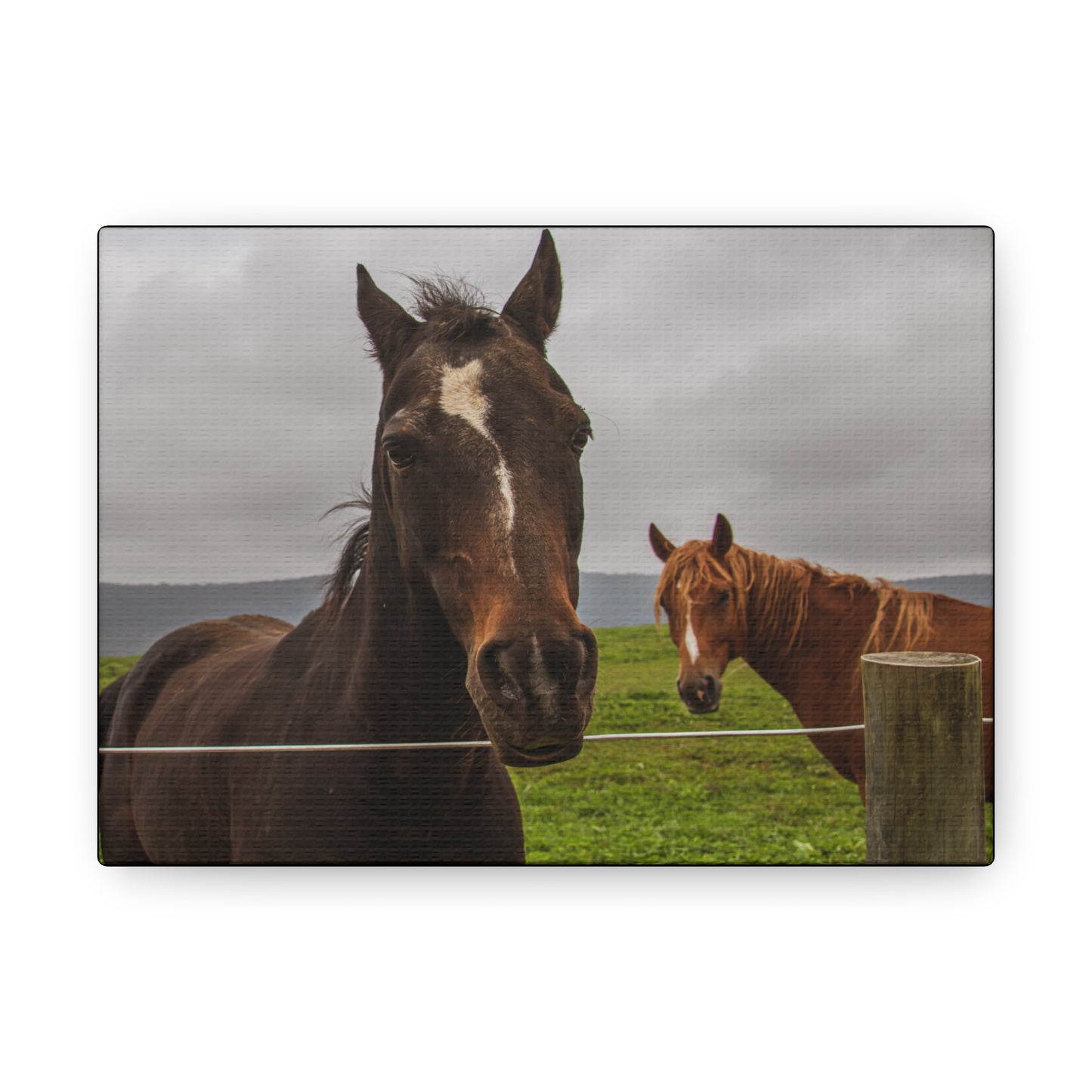 Canvas Gallery Wrap - Denali and Takota - Photo