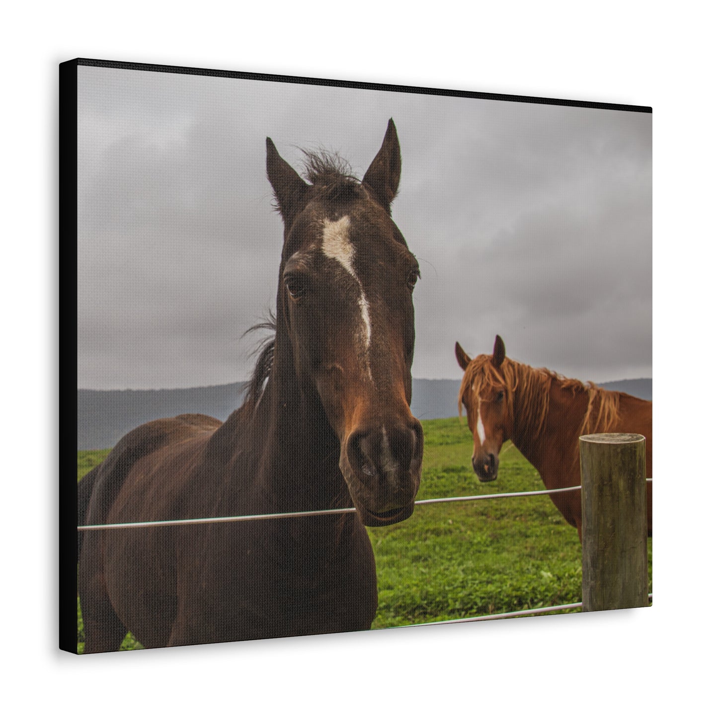 Canvas Gallery Wrap - Denali and Takota - Photo