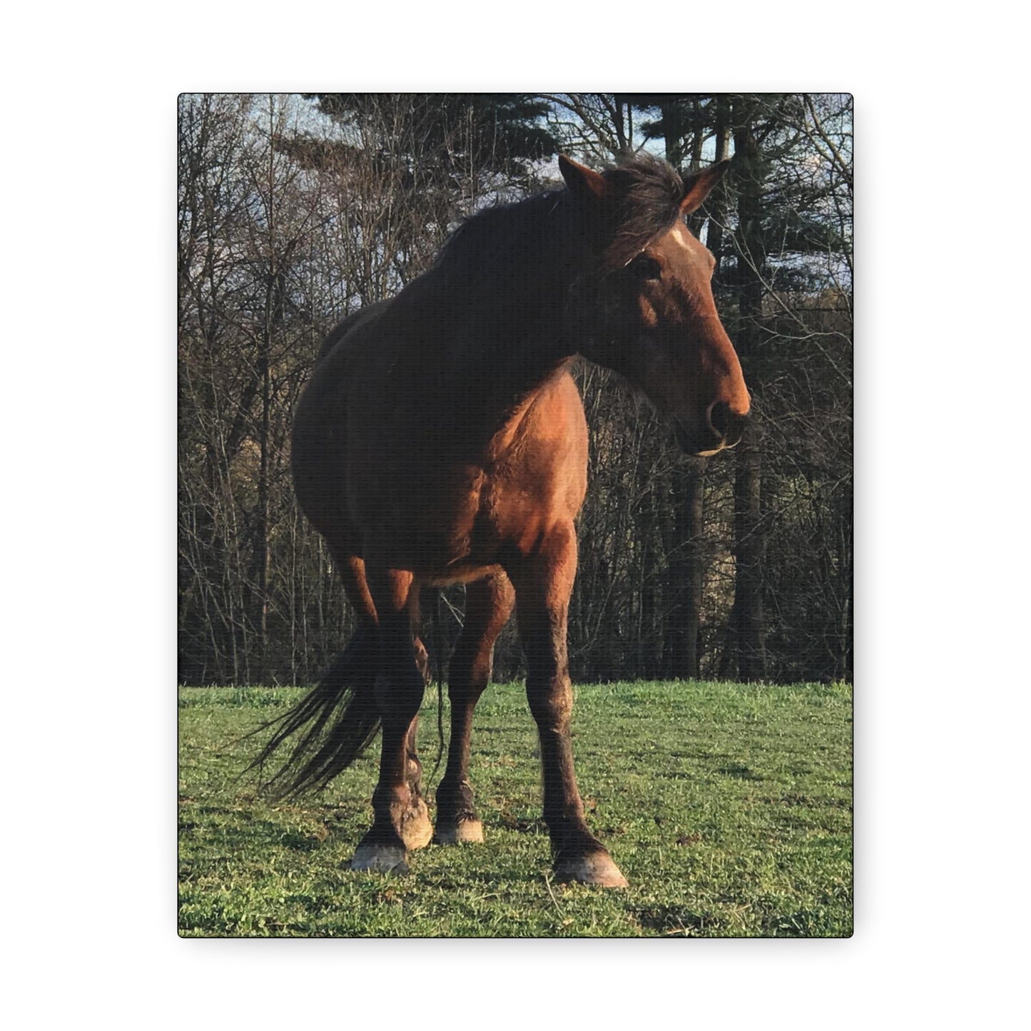 Canvas Gallery Wrap - Kiowa - Photo