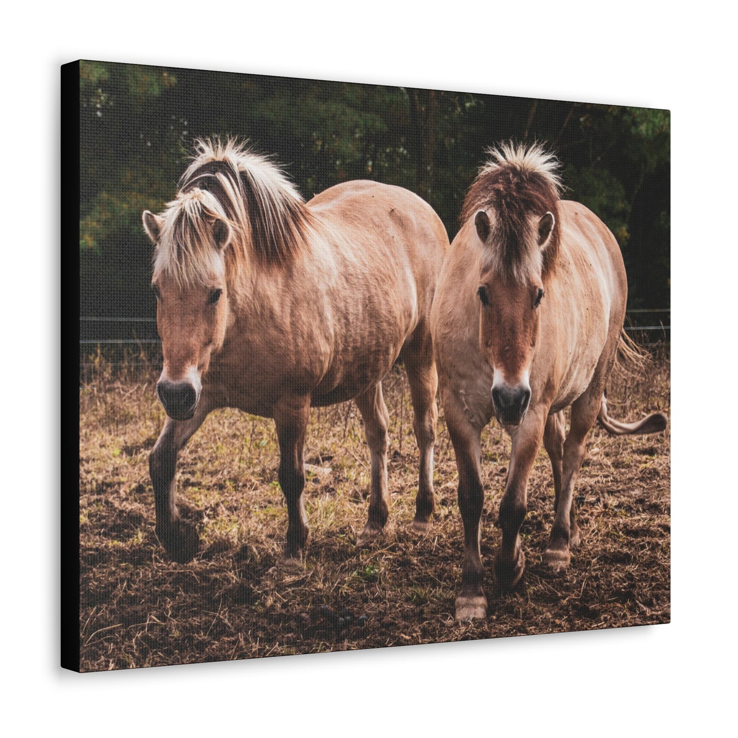Canvas Gallery Wrap - Cody and Cheyenne - Photo
