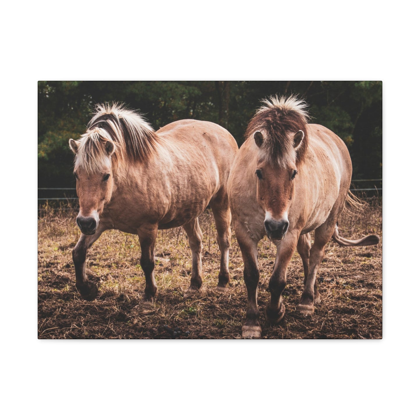 Canvas Gallery Wrap - Cody and Cheyenne - Photo