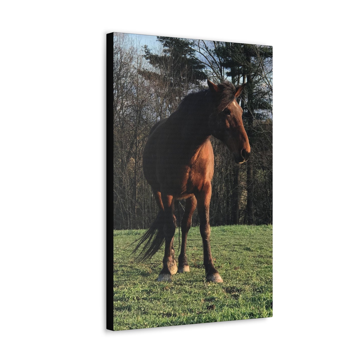 Canvas Gallery Wrap - Kiowa - Photo