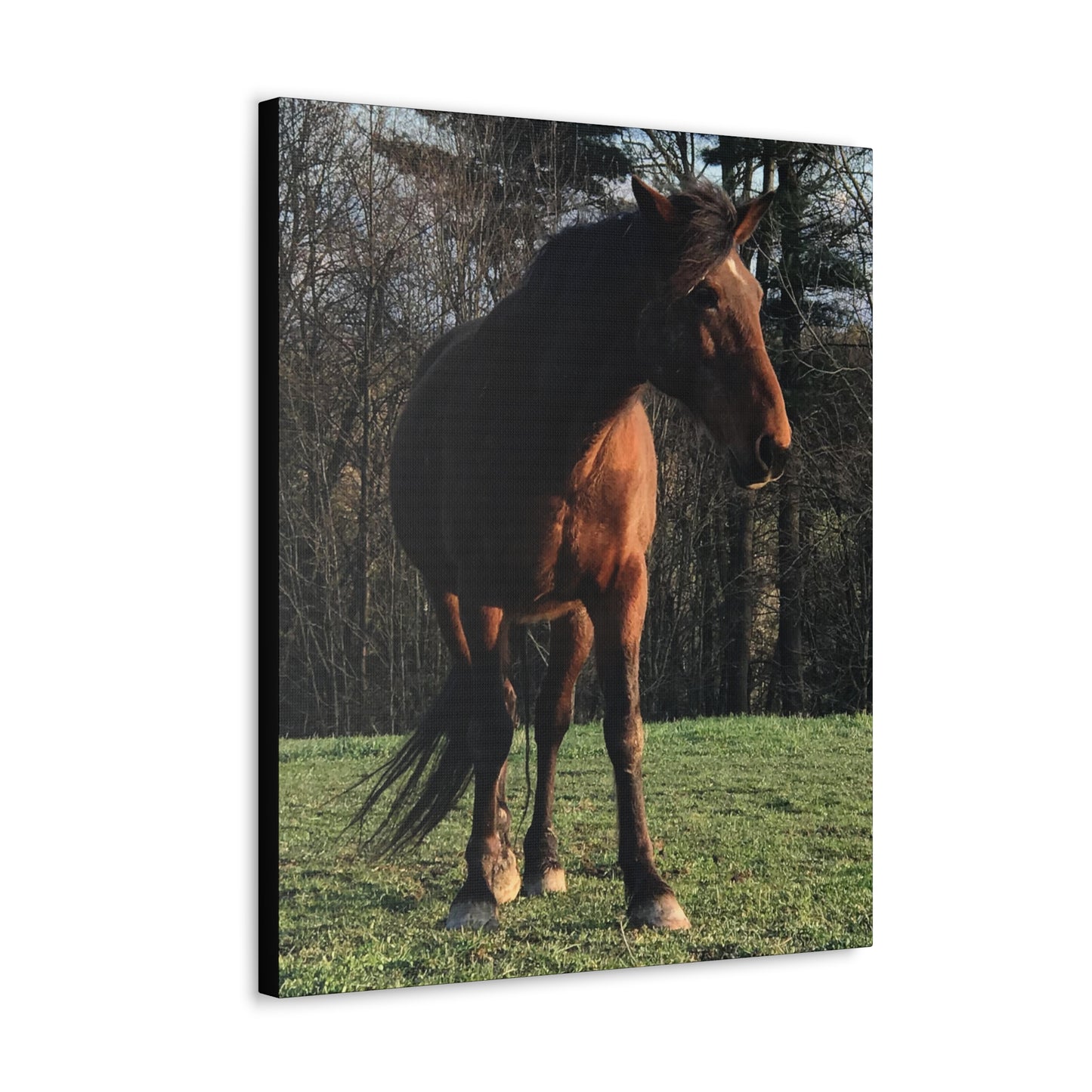 Canvas Gallery Wrap - Kiowa - Photo