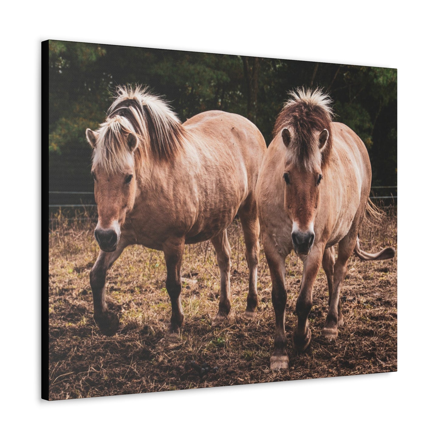 Canvas Gallery Wrap - Cody and Cheyenne - Photo
