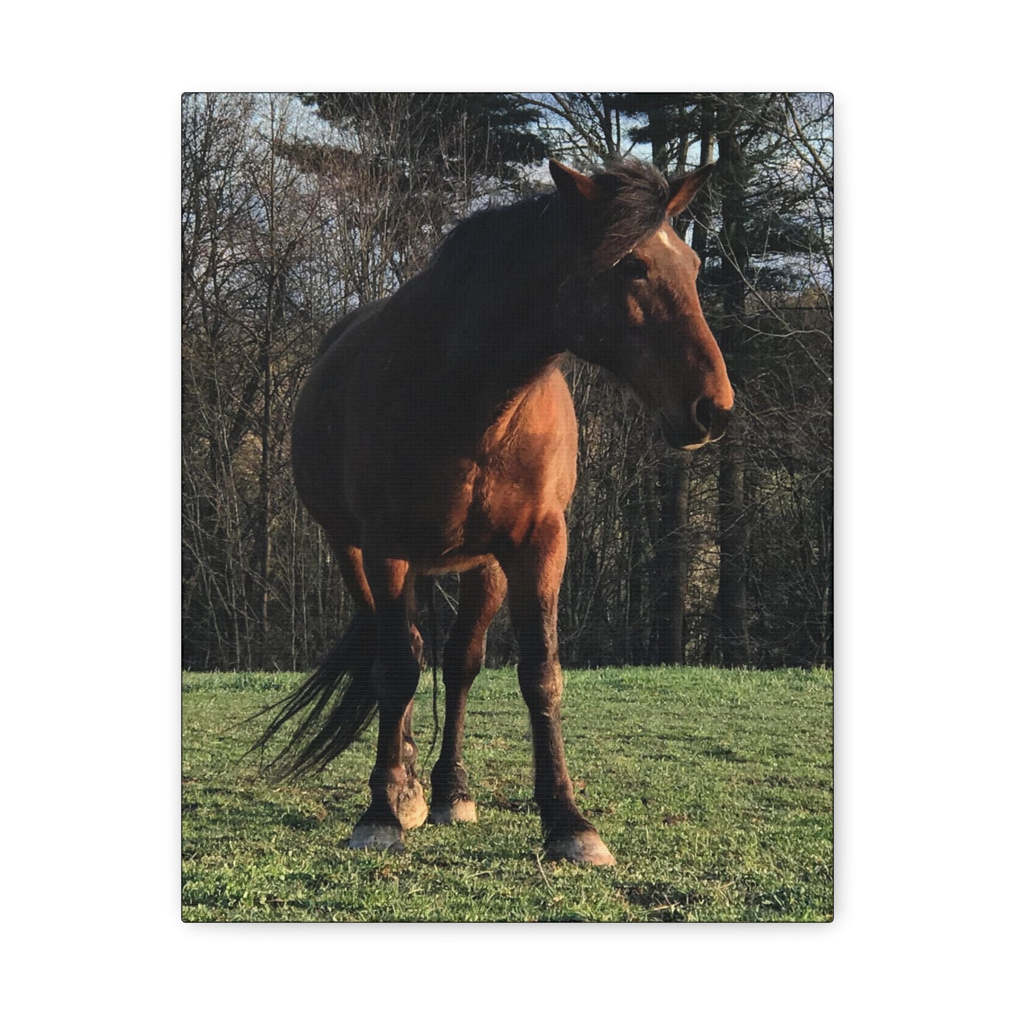 Canvas Gallery Wrap - Kiowa - Photo