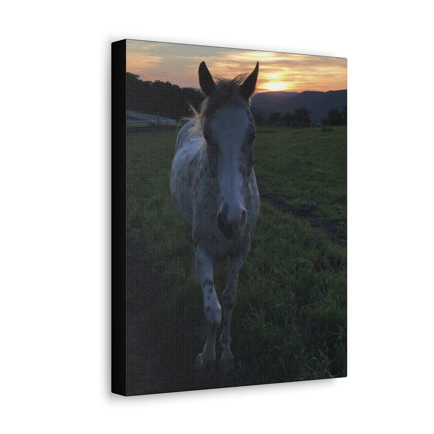 Canvas Gallery Wrap - Cochise - Photo