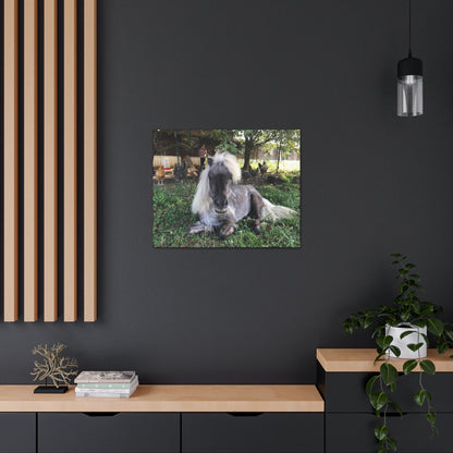 Canvas Gallery Wrap - Buttons - Photo