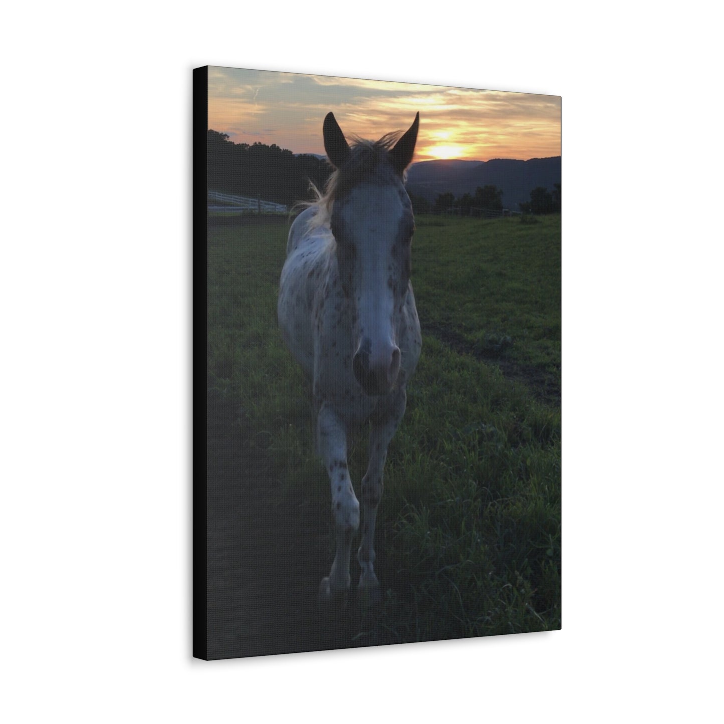 Canvas Gallery Wrap - Cochise - Photo