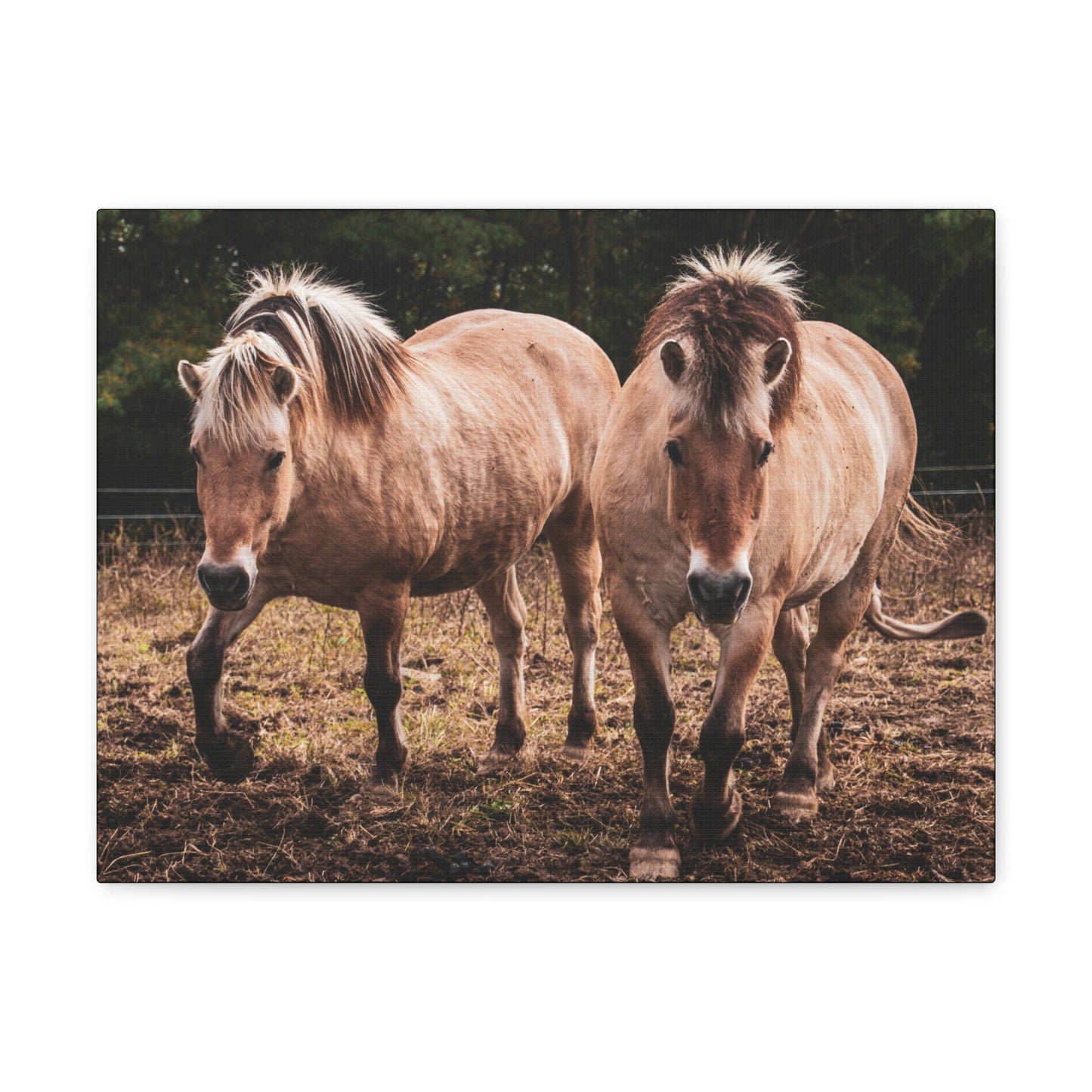 Canvas Gallery Wrap - Cody and Cheyenne - Photo
