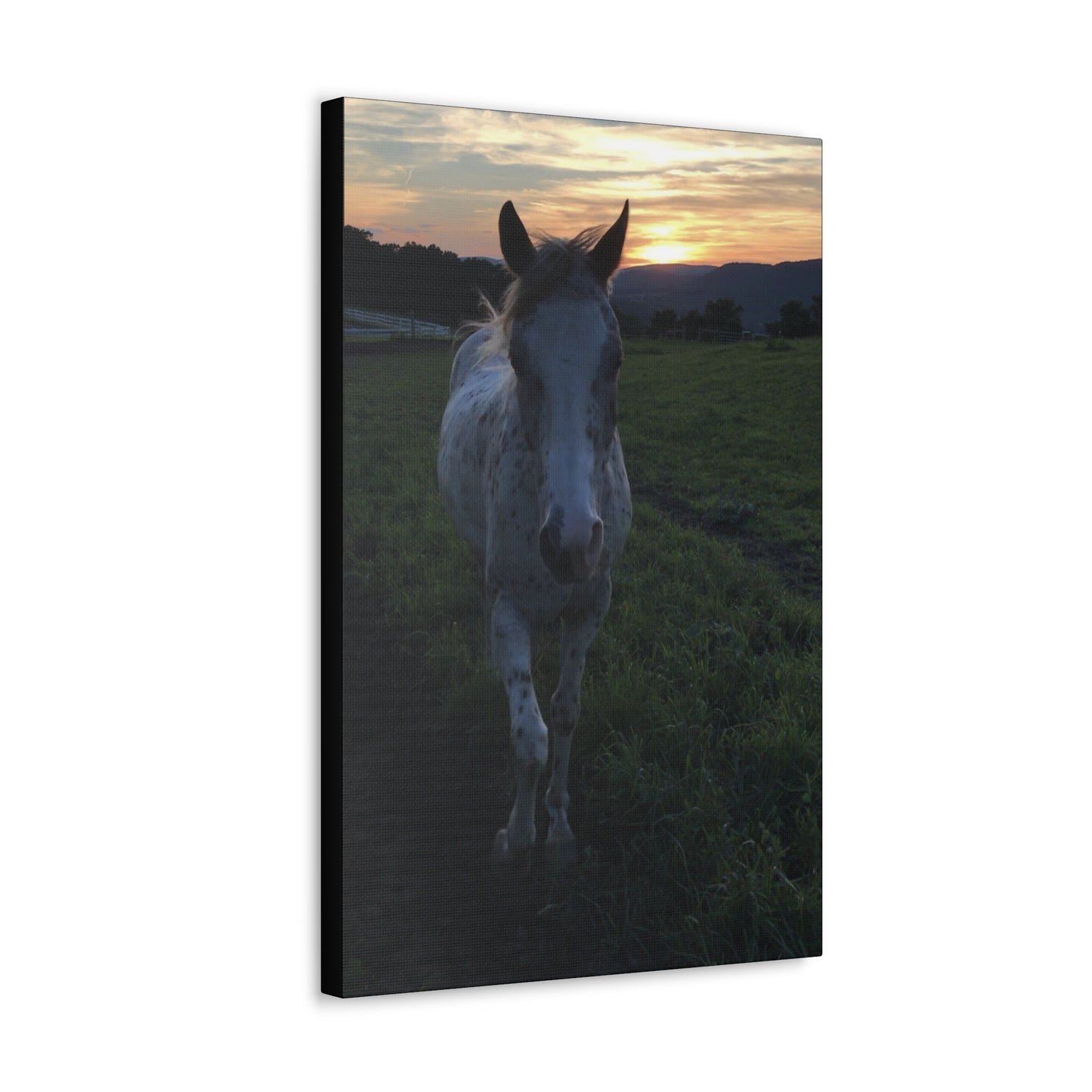 Canvas Gallery Wrap - Cochise - Photo