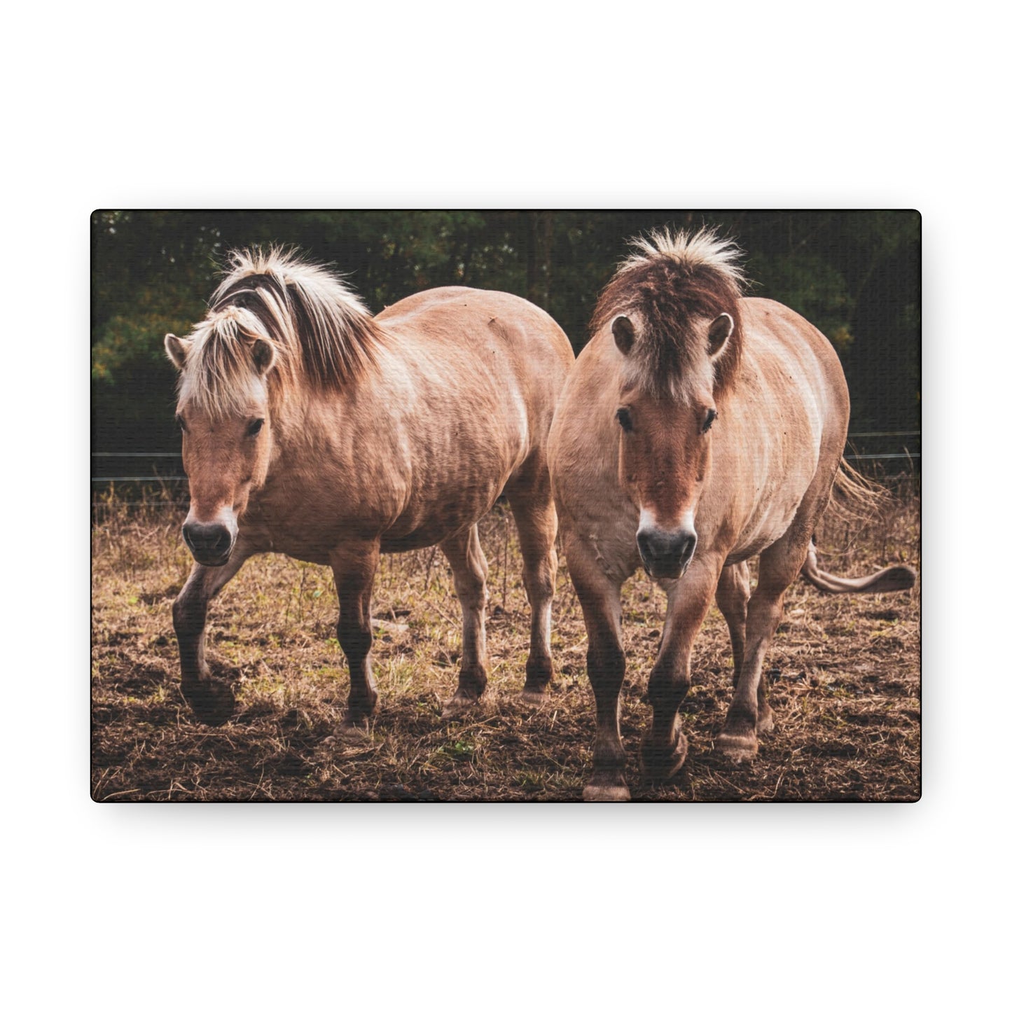 Canvas Gallery Wrap - Cody and Cheyenne - Photo
