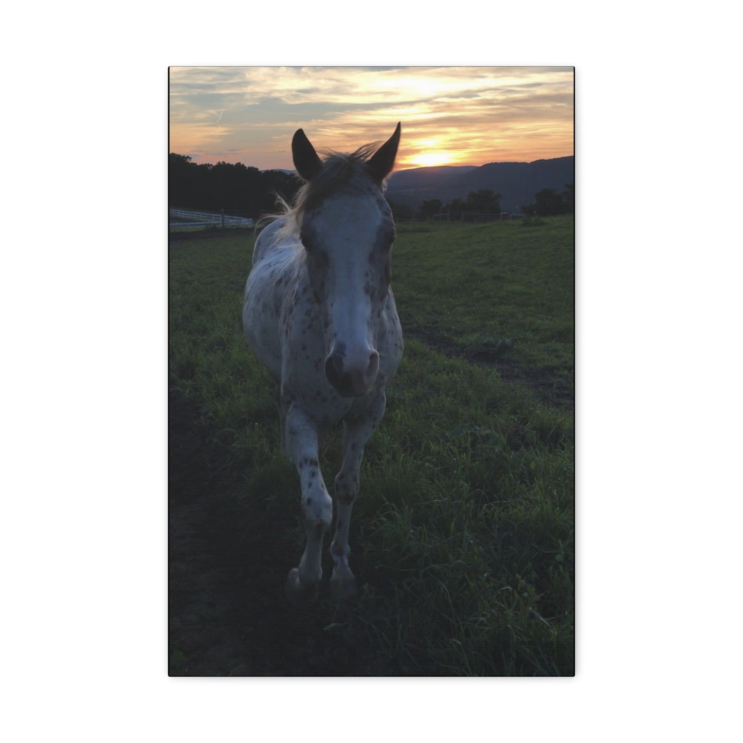 Canvas Gallery Wrap - Cochise - Photo