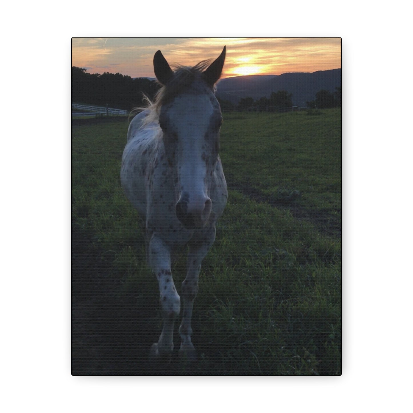 Canvas Gallery Wrap - Cochise - Photo