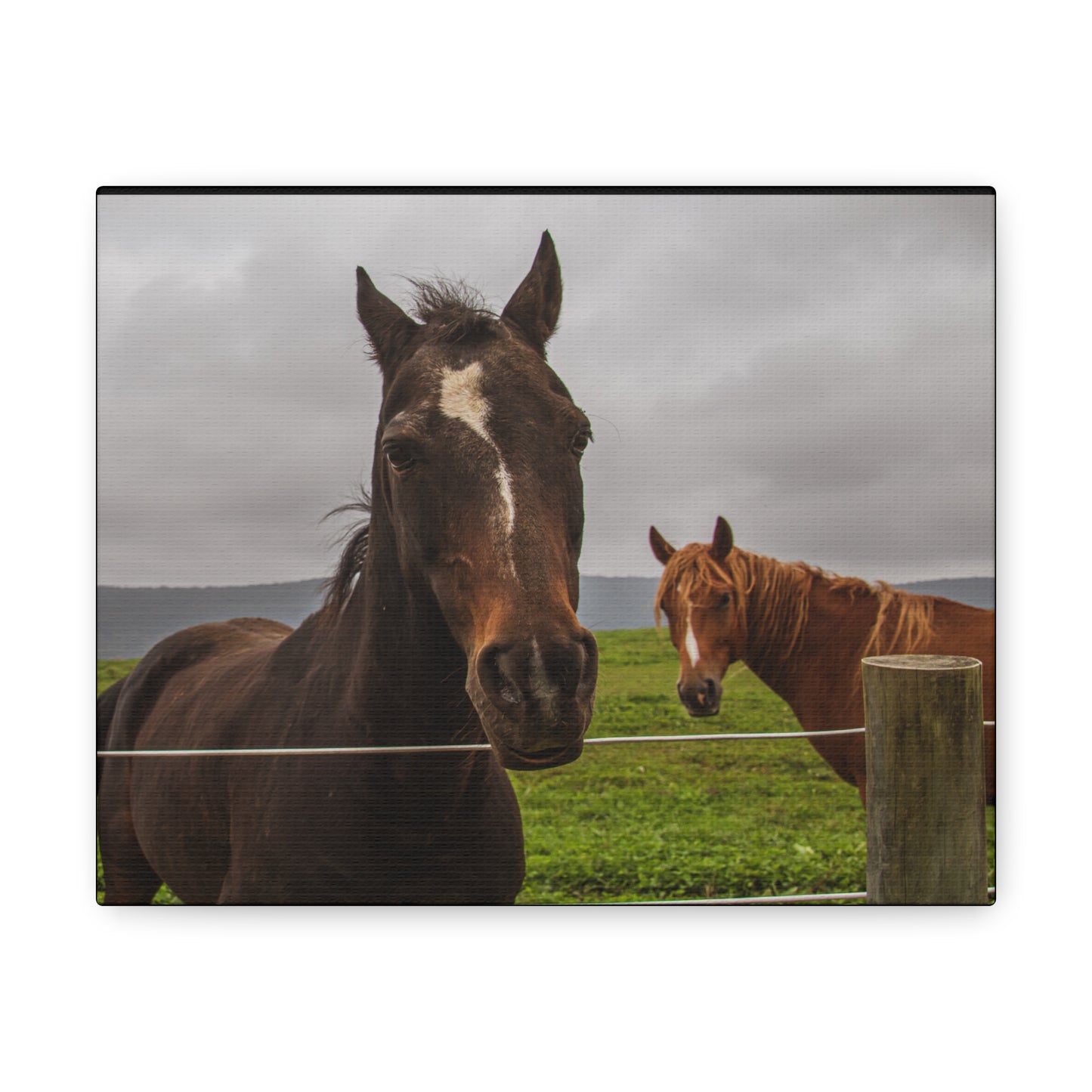 Canvas Gallery Wrap - Denali and Takota - Photo