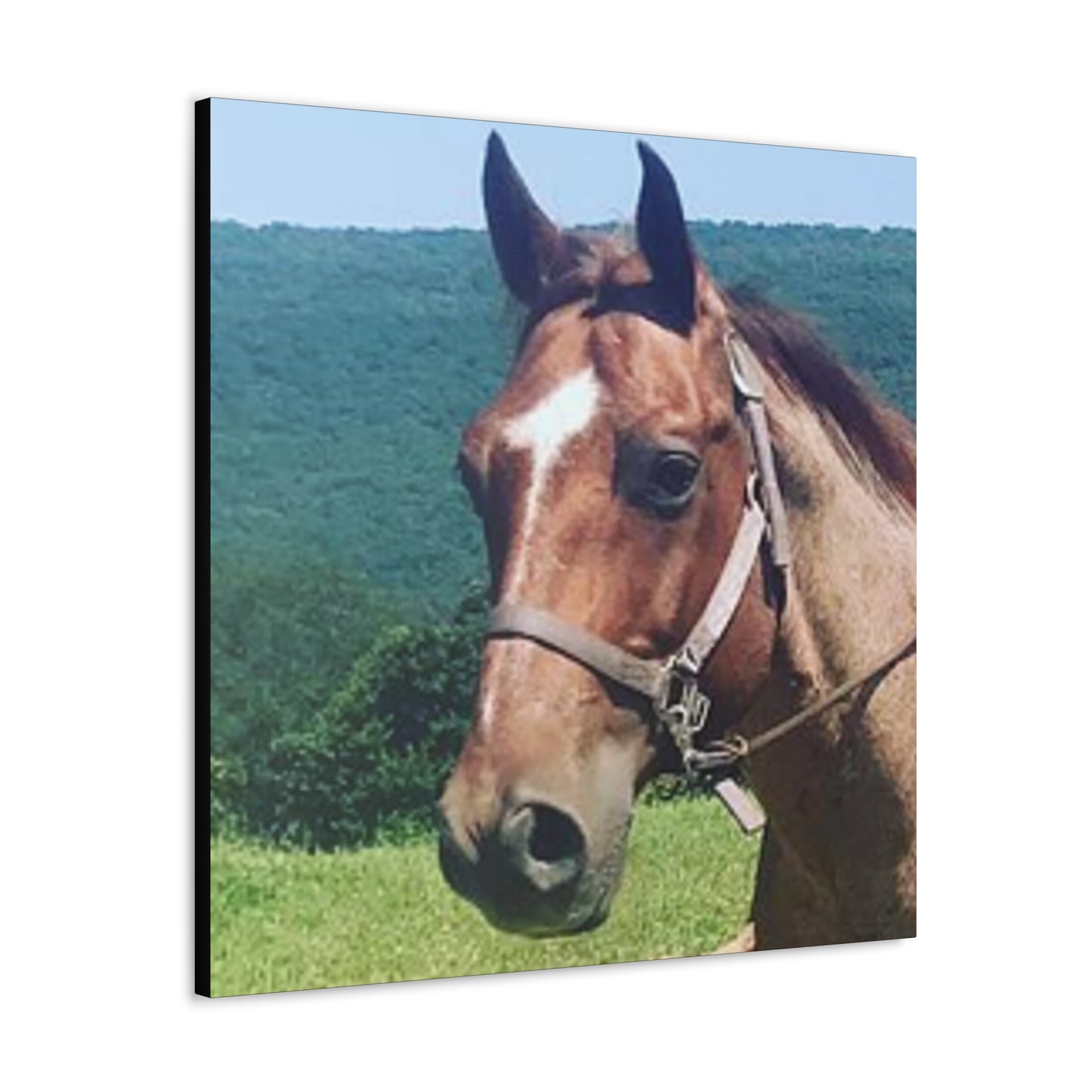 Canvas Gallery Wrap - Thor - Photo