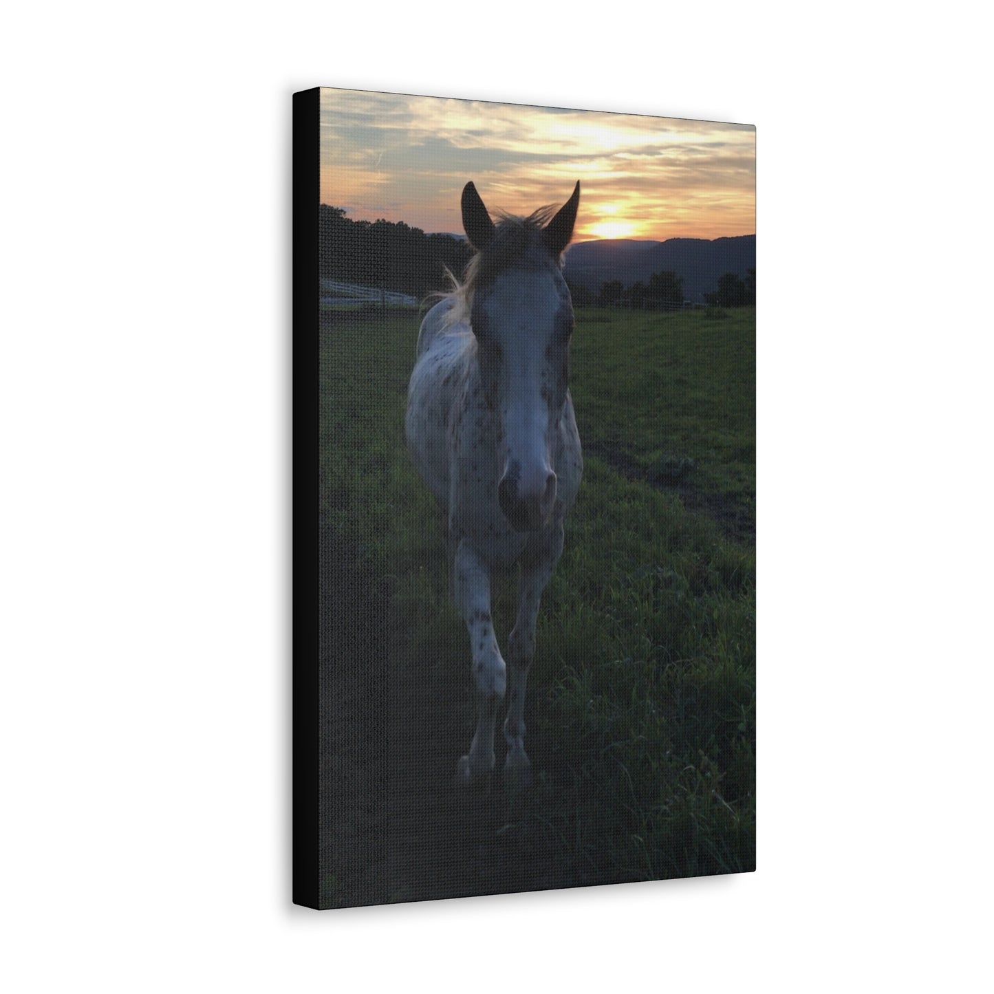 Canvas Gallery Wrap - Cochise - Photo