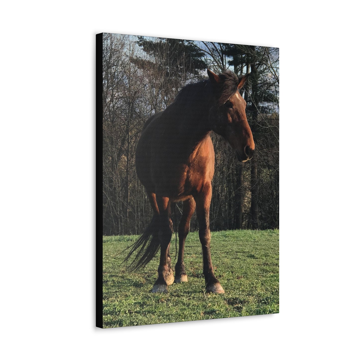 Canvas Gallery Wrap - Kiowa - Photo