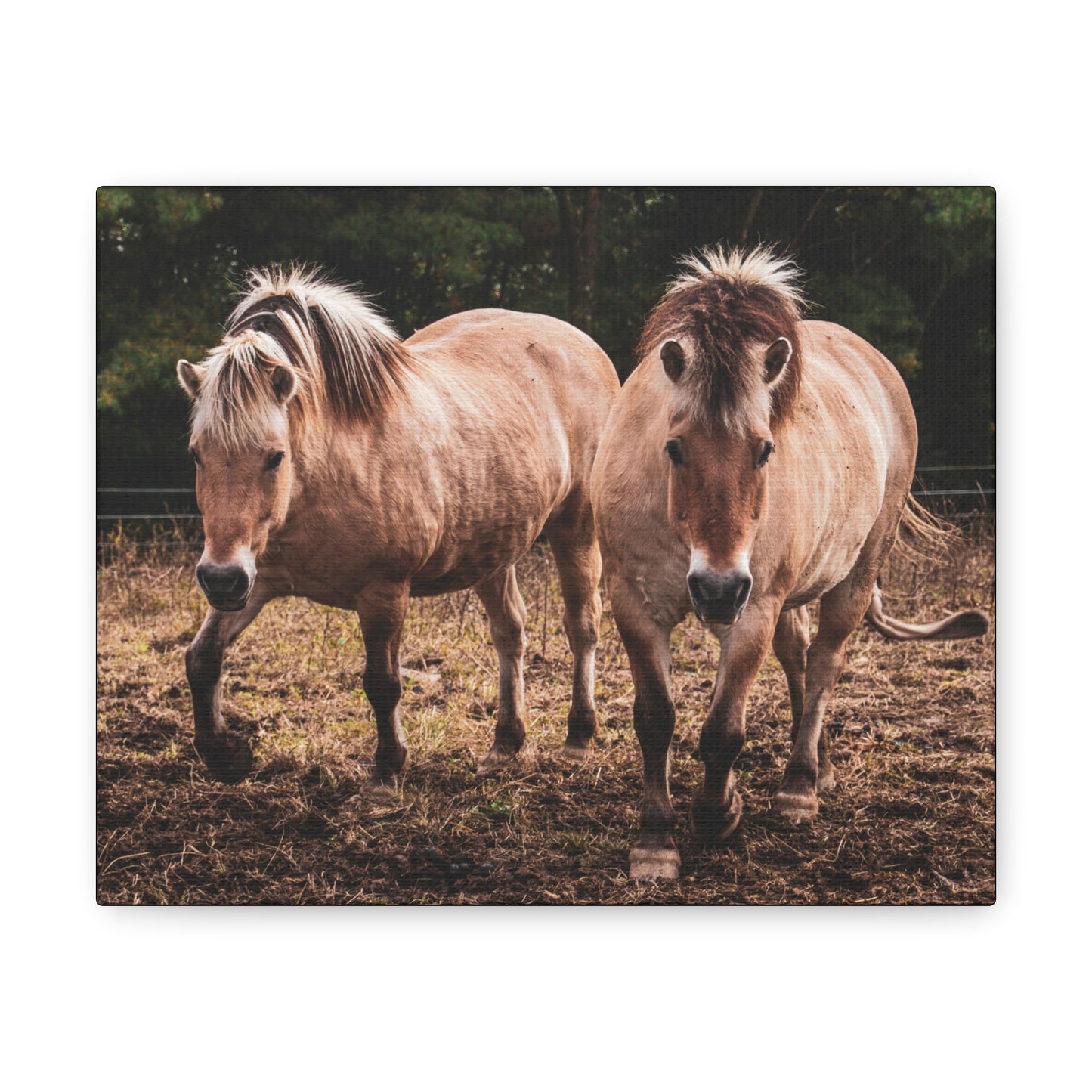 Canvas Gallery Wrap - Cody and Cheyenne - Photo
