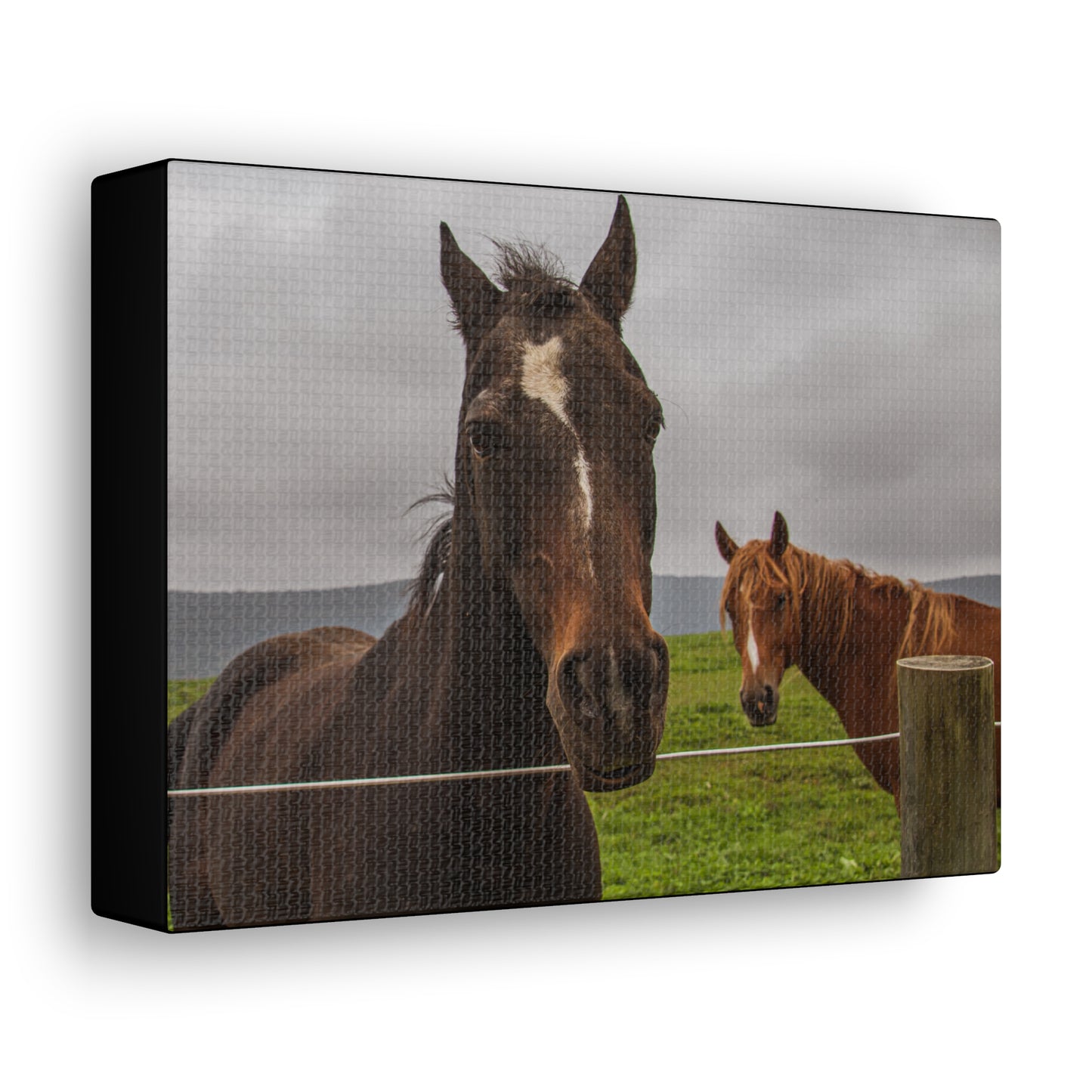 Canvas Gallery Wrap - Denali and Takota - Photo