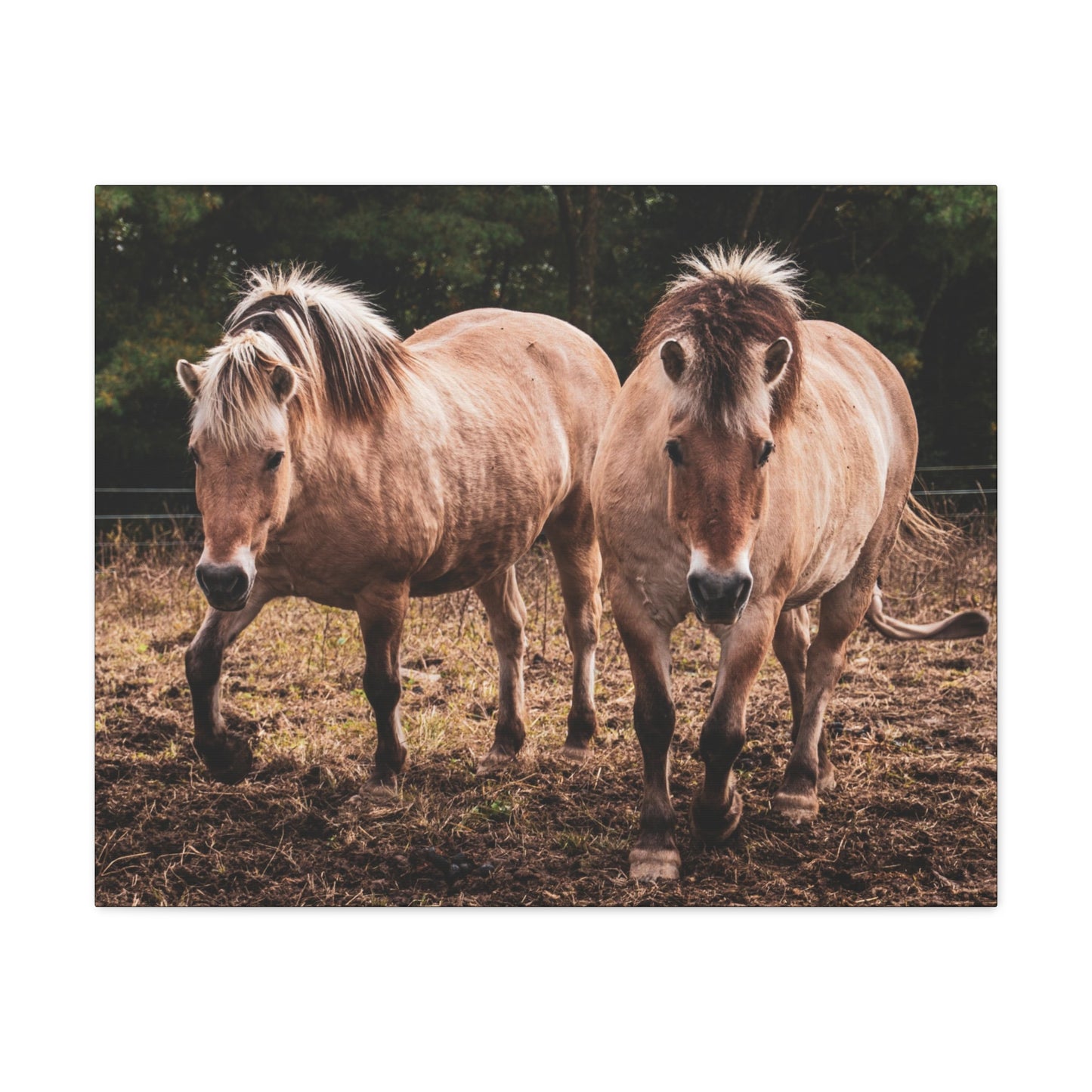 Canvas Gallery Wrap - Cody and Cheyenne - Photo
