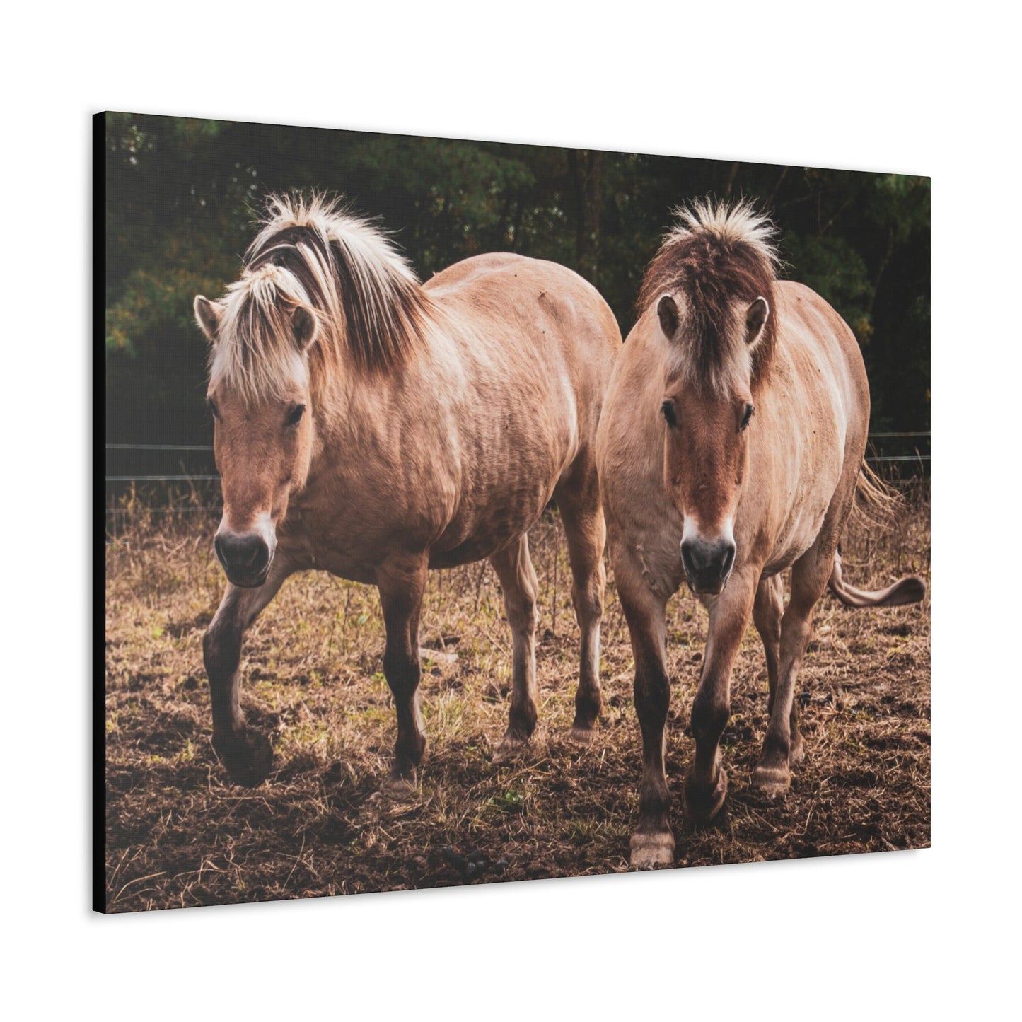 Canvas Gallery Wrap - Cody and Cheyenne - Photo