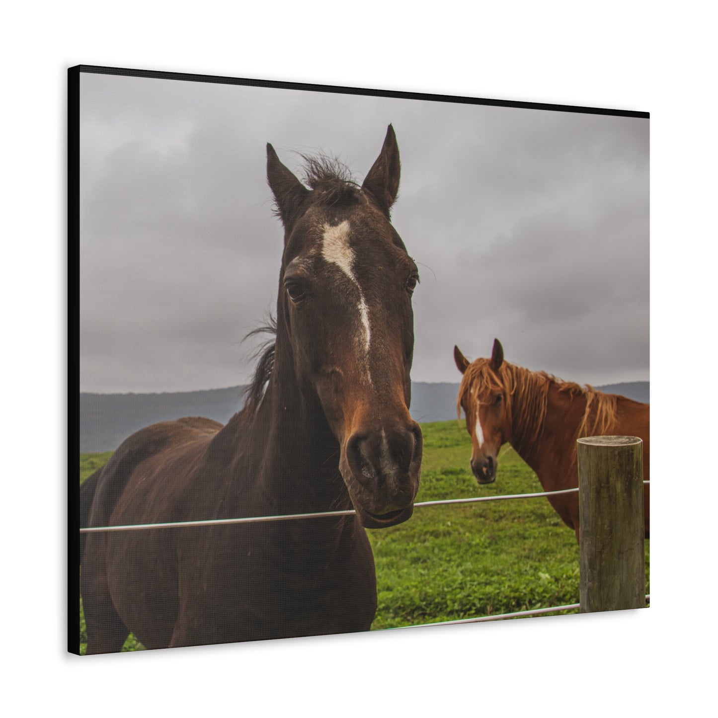 Canvas Gallery Wrap - Denali and Takota - Photo