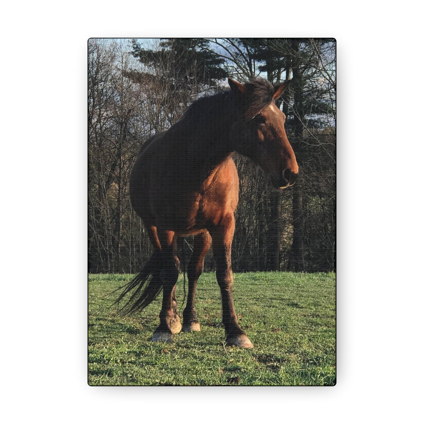 Canvas Gallery Wrap - Kiowa - Photo