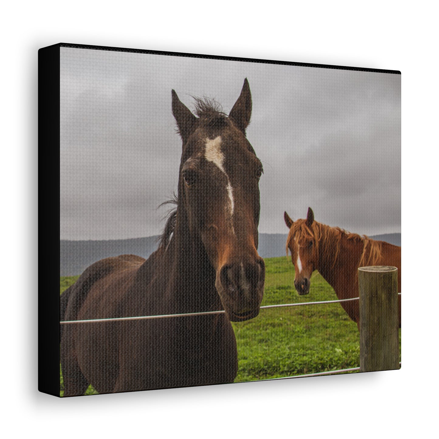 Canvas Gallery Wrap - Denali and Takota - Photo