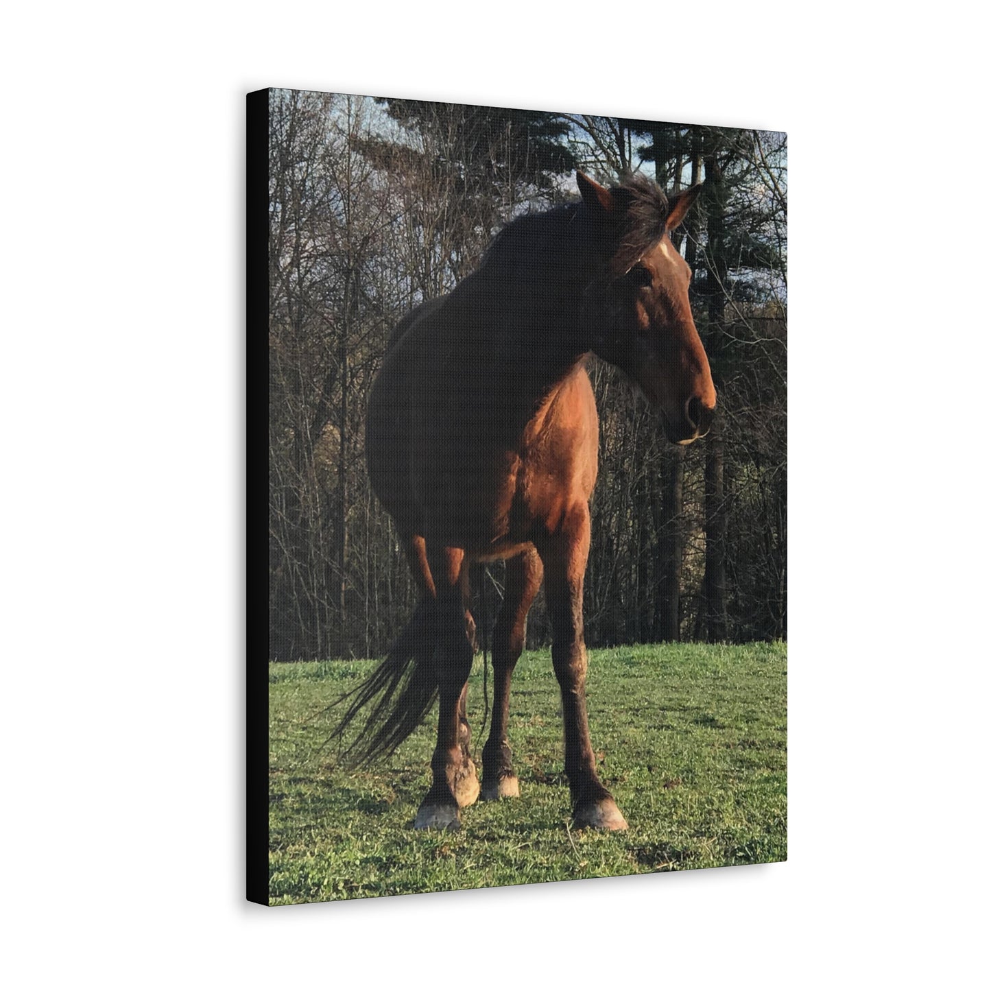 Canvas Gallery Wrap - Kiowa - Photo