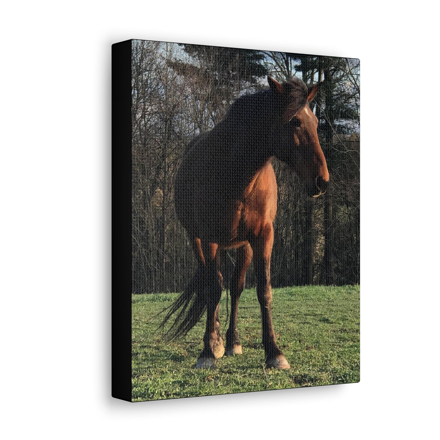 Canvas Gallery Wrap - Kiowa - Photo