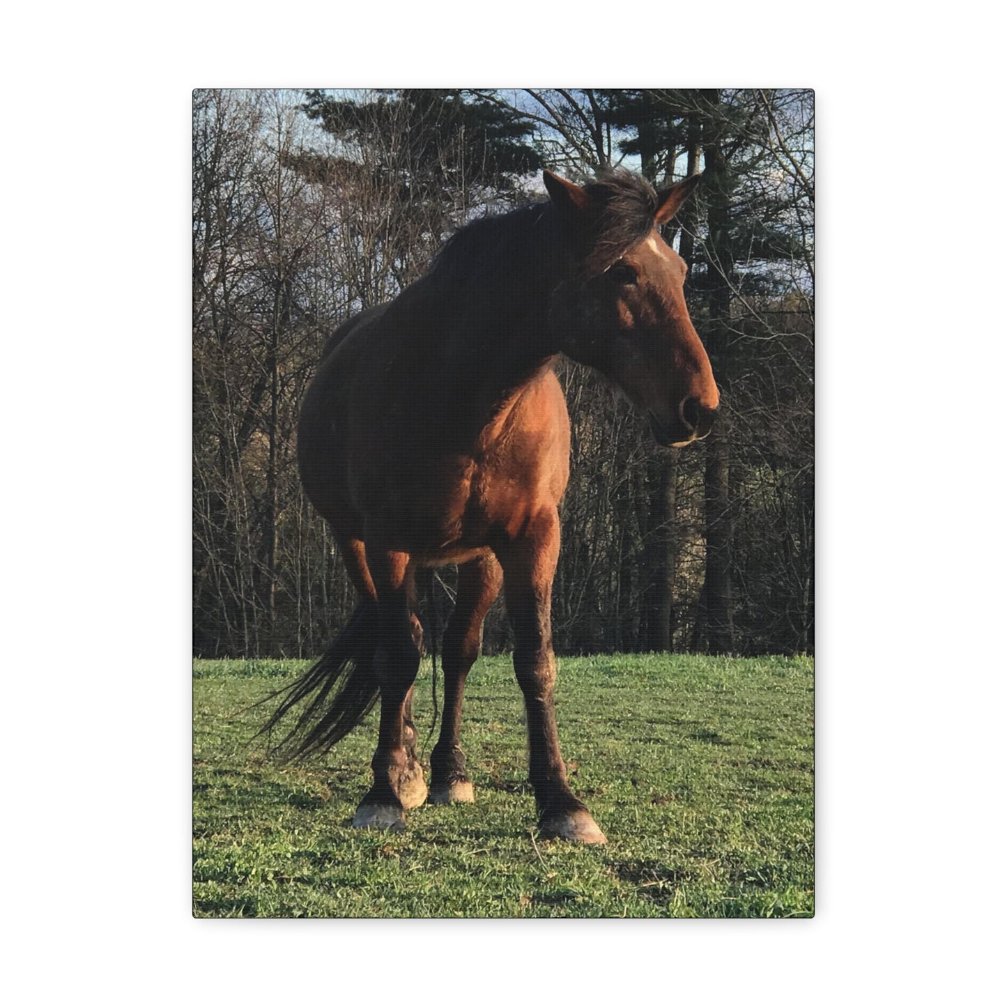 Canvas Gallery Wrap - Kiowa - Photo