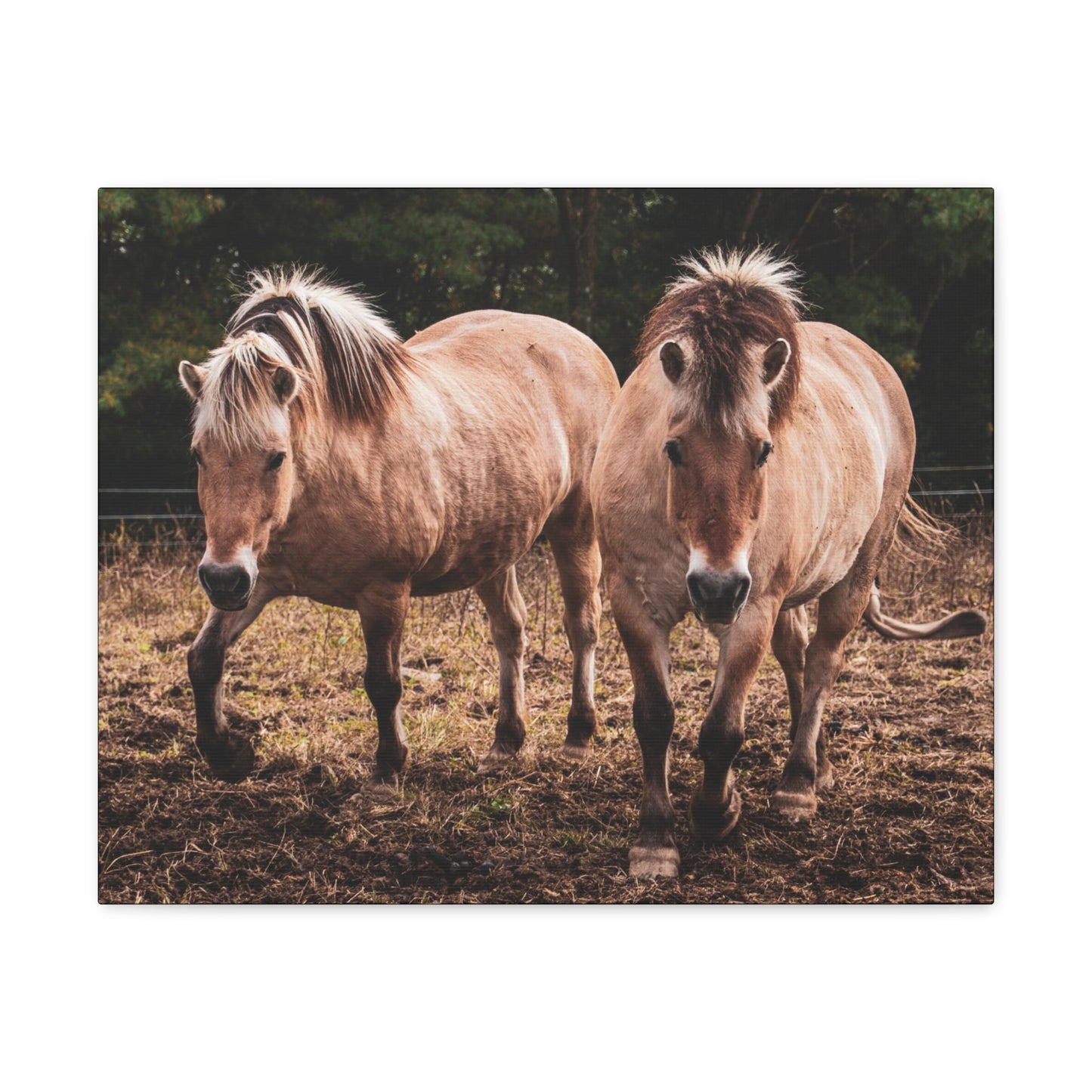 Canvas Gallery Wrap - Cody and Cheyenne - Photo