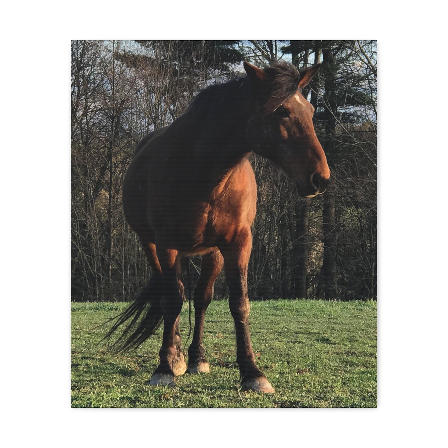 Canvas Gallery Wrap - Kiowa - Photo