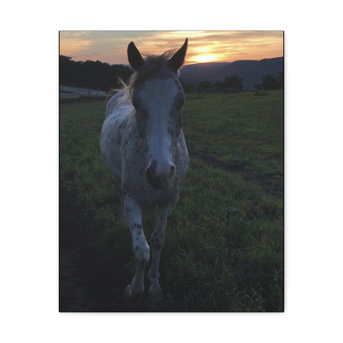 Canvas Gallery Wrap - Cochise - Photo