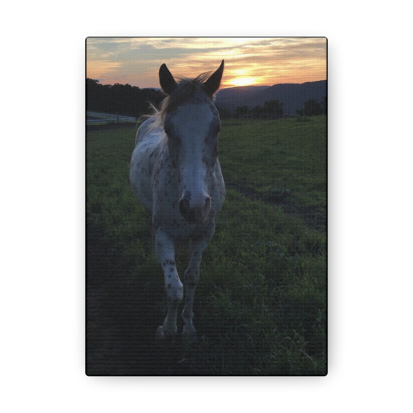 Canvas Gallery Wrap - Cochise - Photo