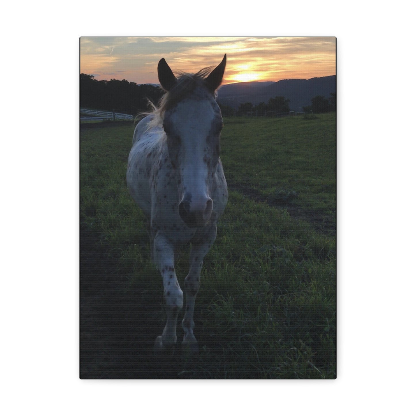 Canvas Gallery Wrap - Cochise - Photo