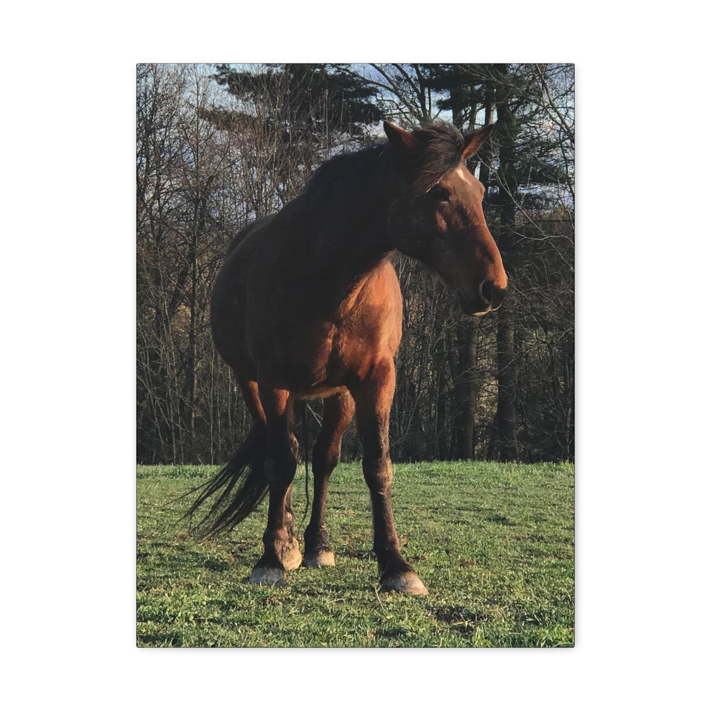 Canvas Gallery Wrap - Kiowa - Photo