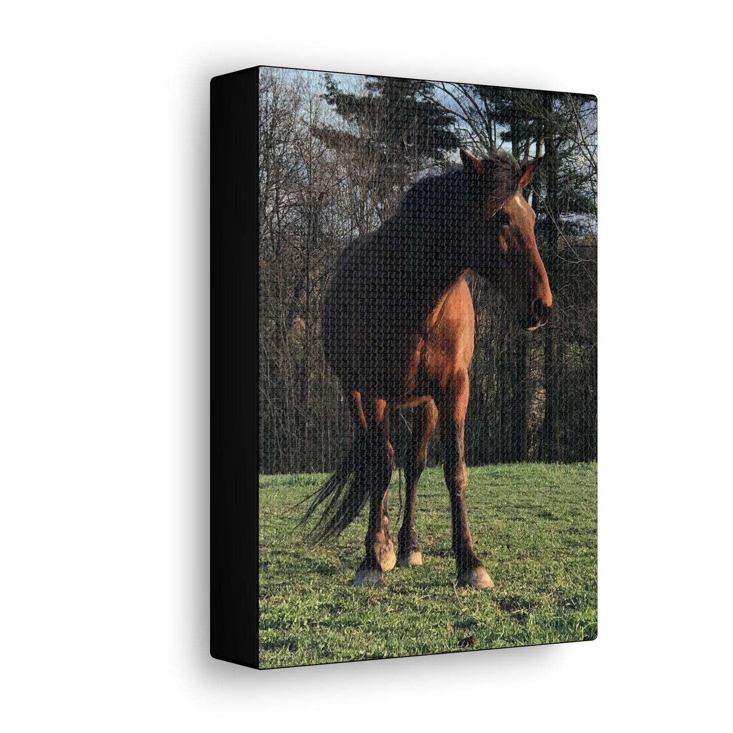 Canvas Gallery Wrap - Kiowa - Photo