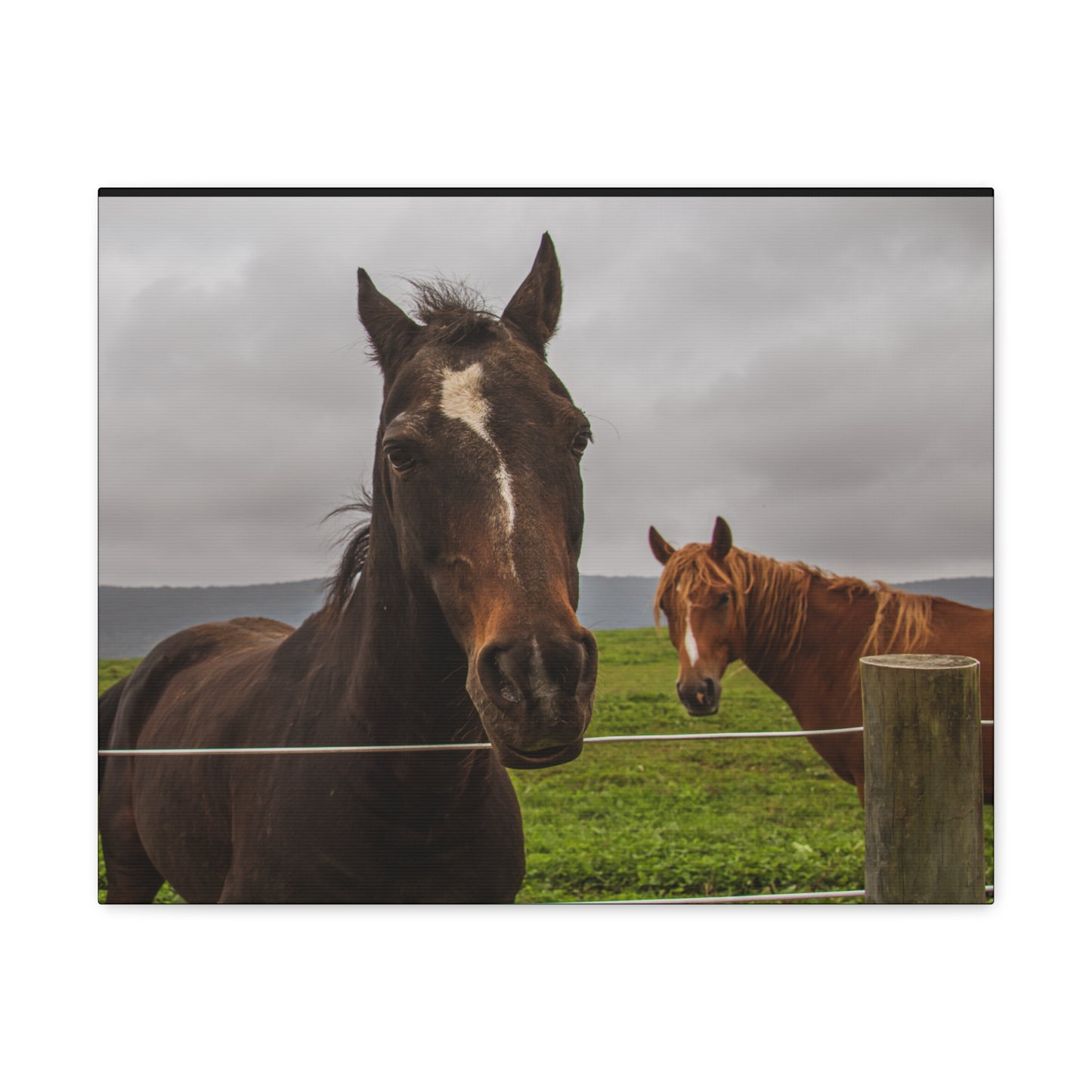 Canvas Gallery Wrap - Denali and Takota - Photo