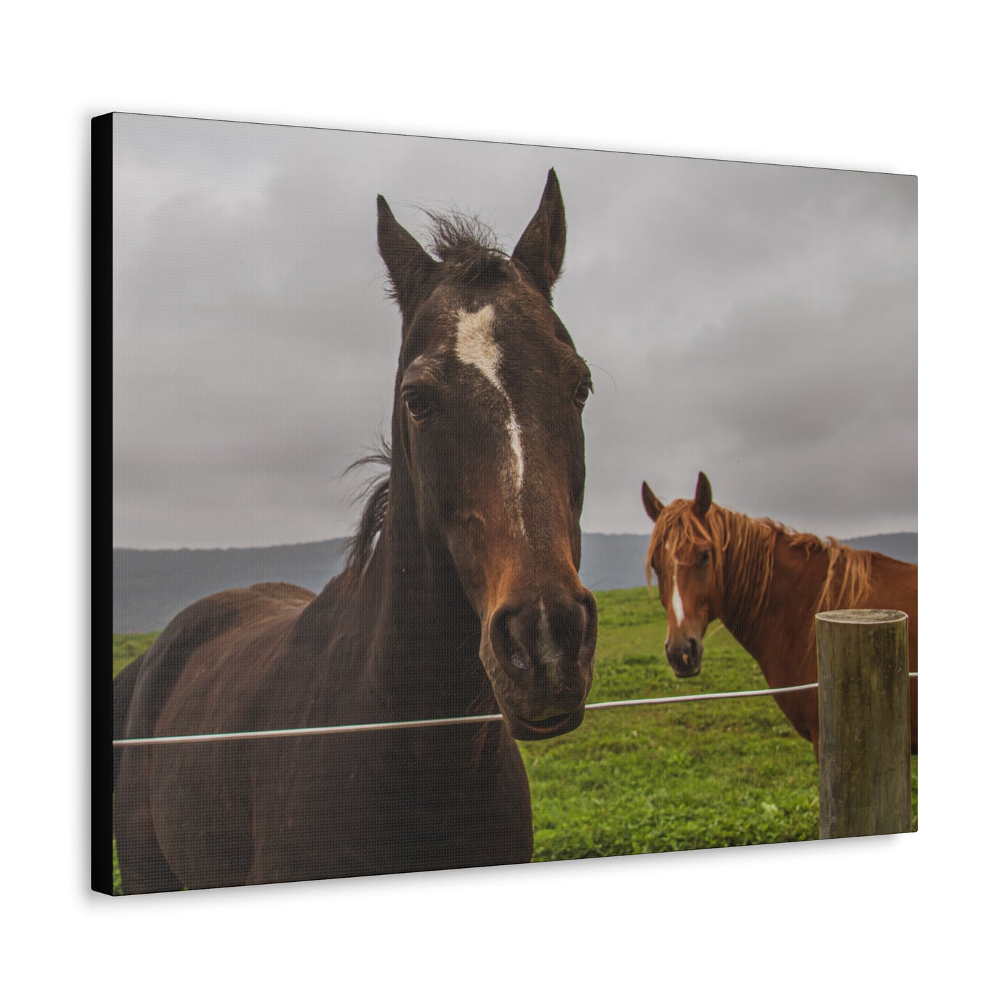 Canvas Gallery Wrap - Denali and Takota - Photo
