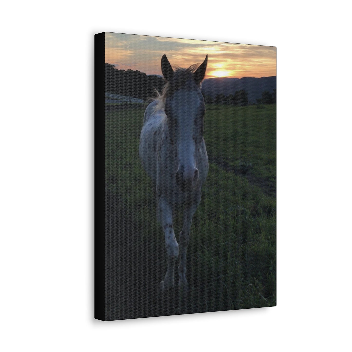 Canvas Gallery Wrap - Cochise - Photo