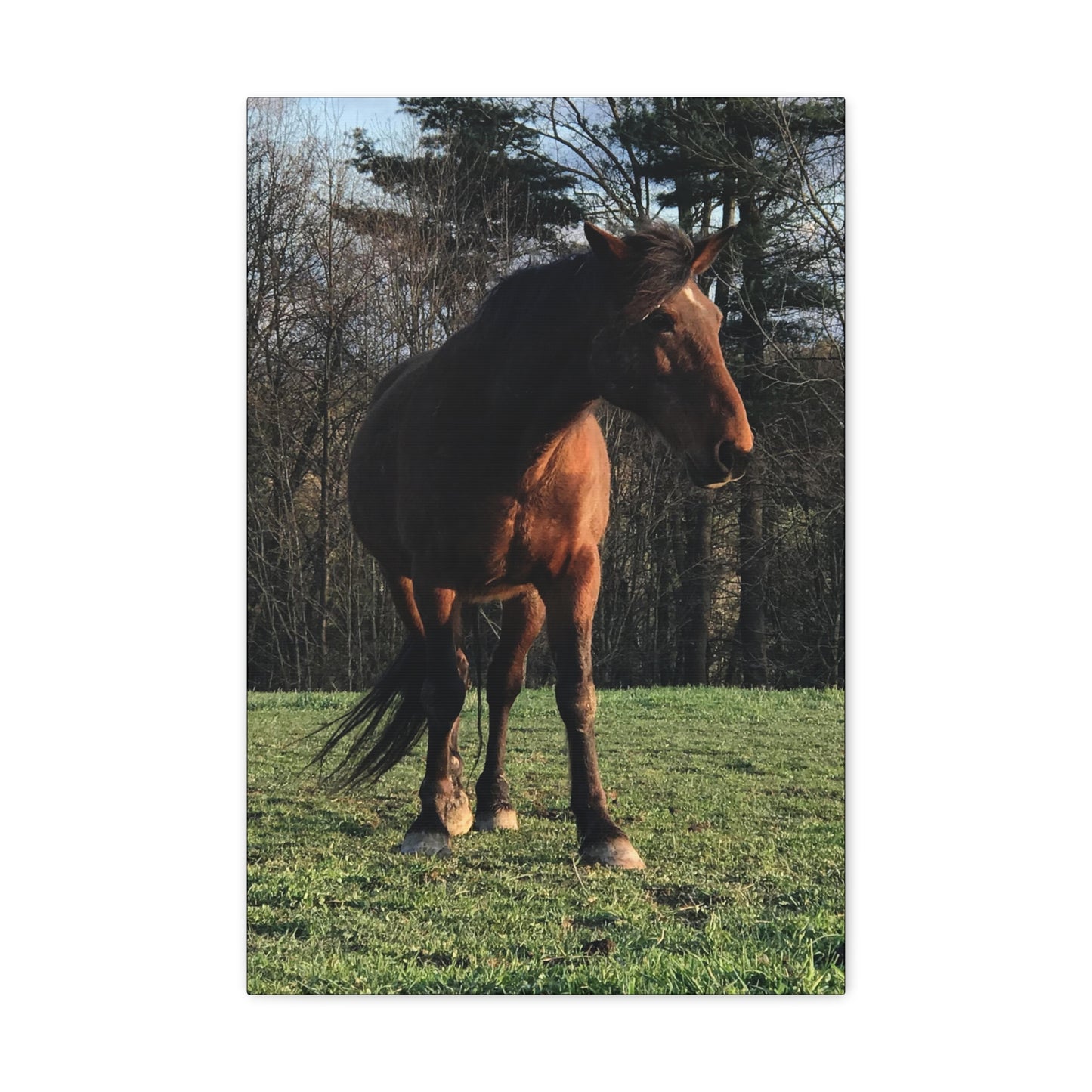 Canvas Gallery Wrap - Kiowa - Photo