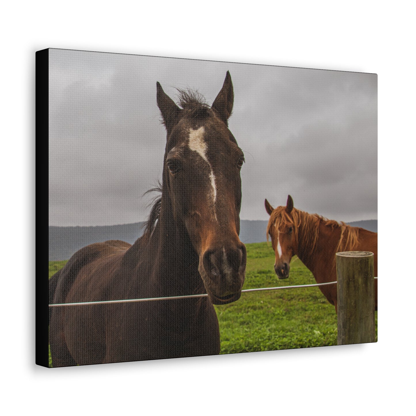 Canvas Gallery Wrap - Denali and Takota - Photo