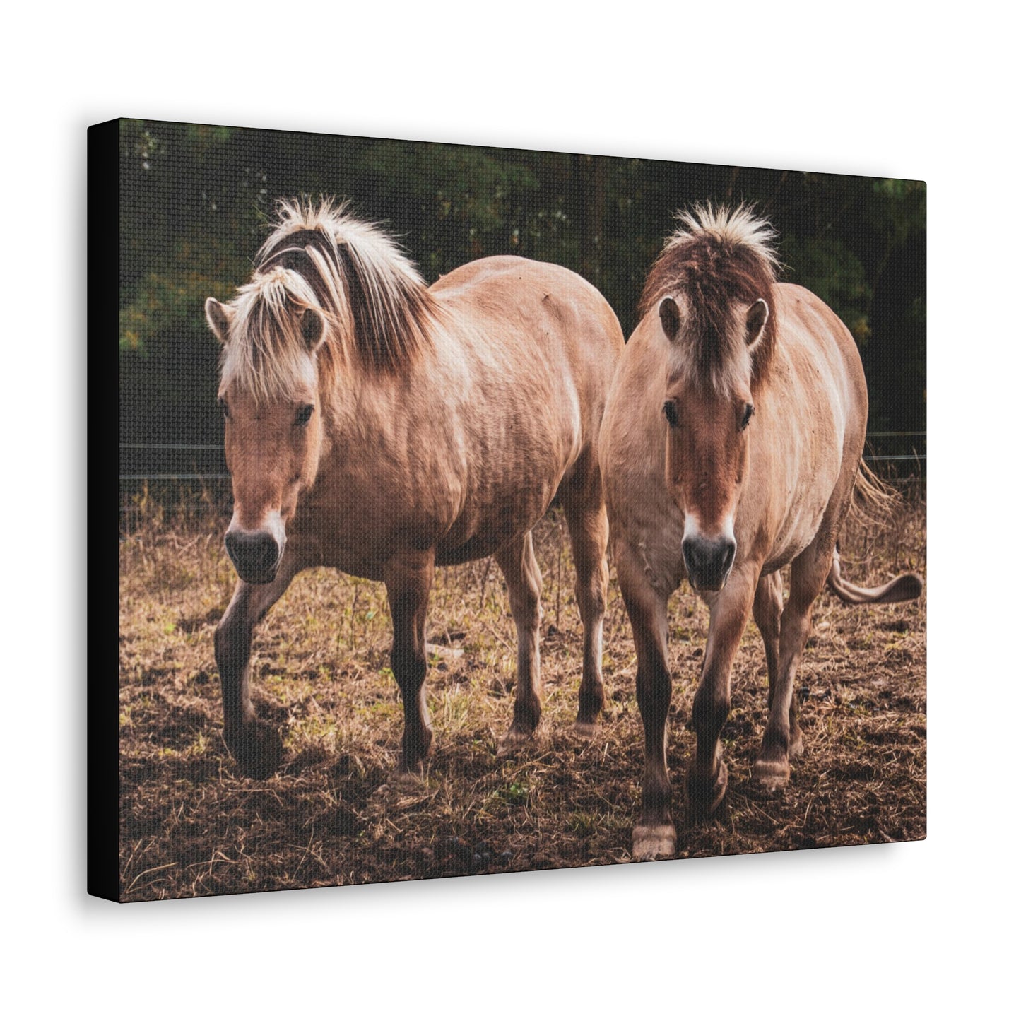 Canvas Gallery Wrap - Cody and Cheyenne - Photo
