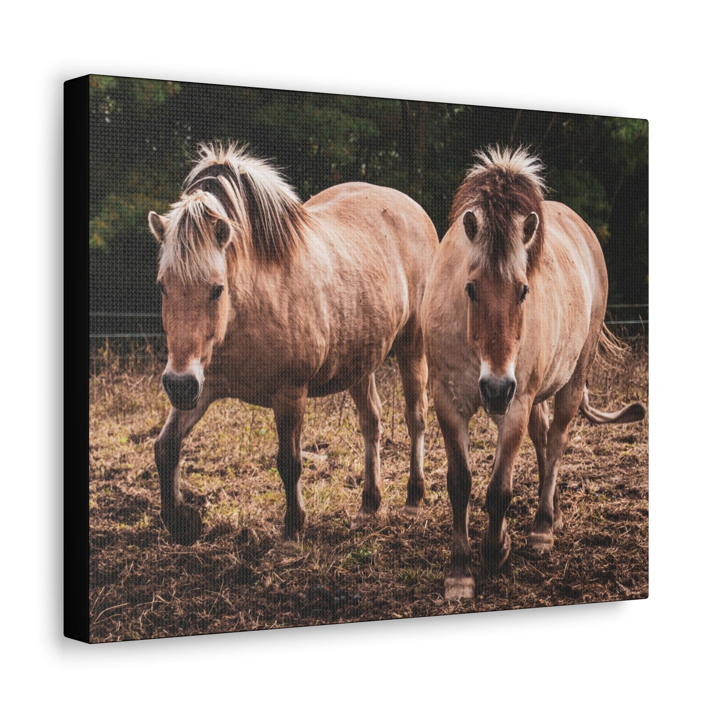 Canvas Gallery Wrap - Cody and Cheyenne - Photo