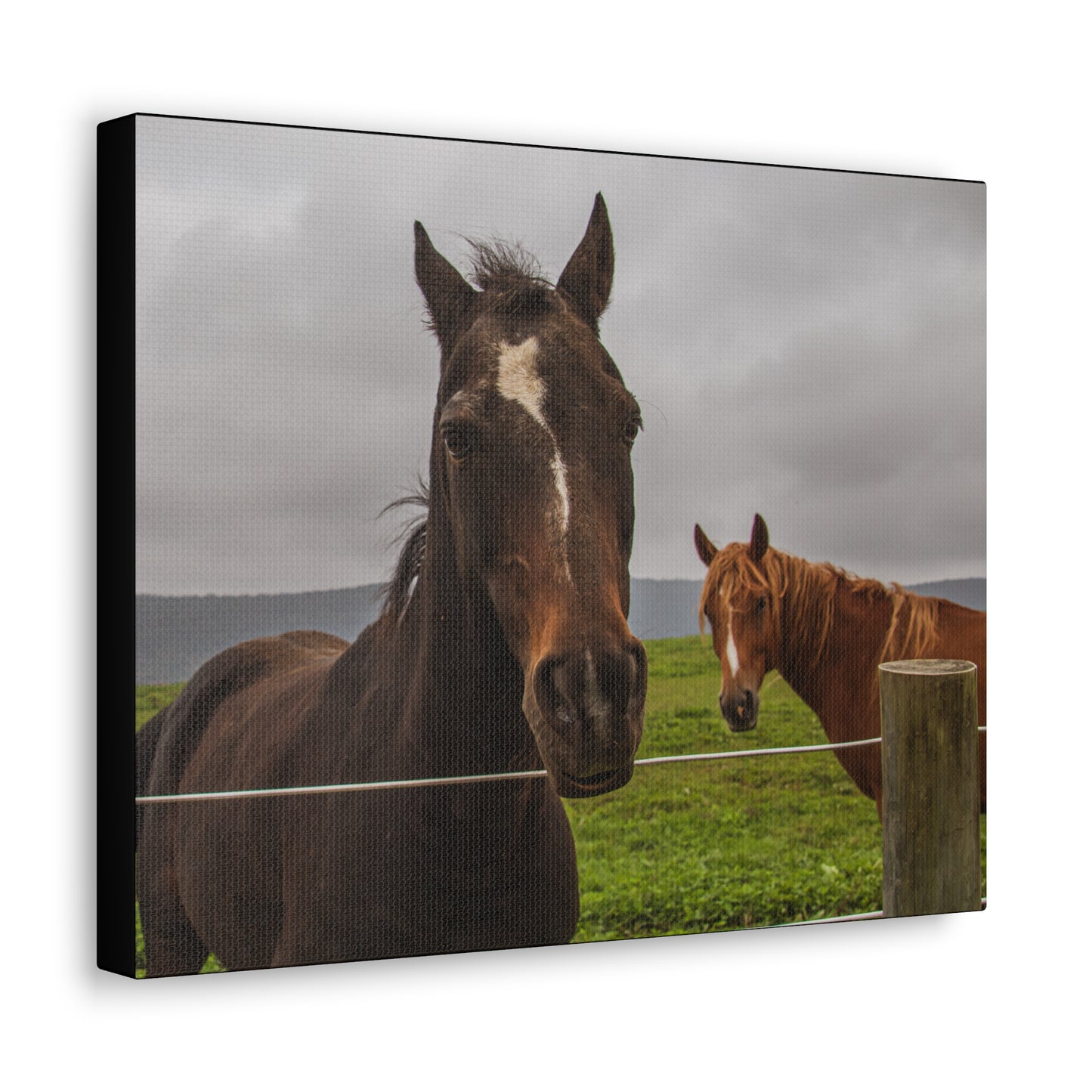 Canvas Gallery Wrap - Denali and Takota - Photo