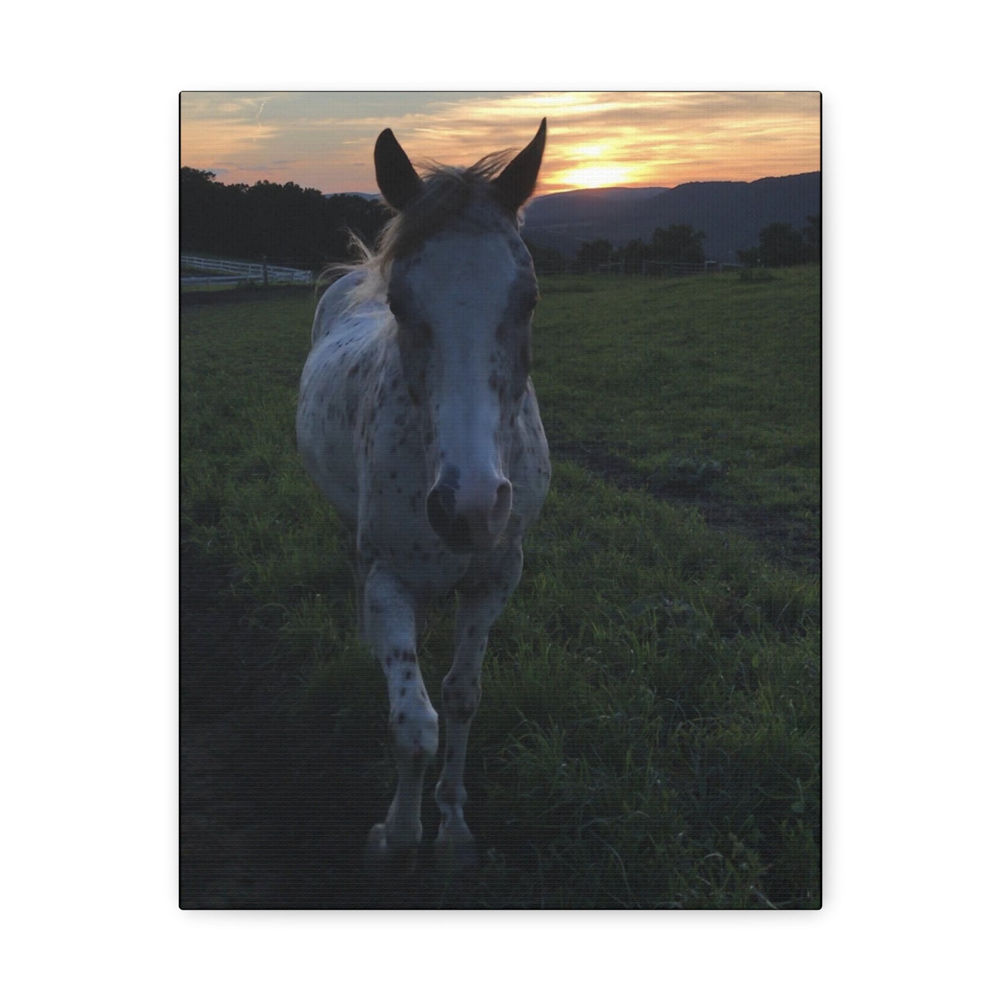 Canvas Gallery Wrap - Cochise - Photo