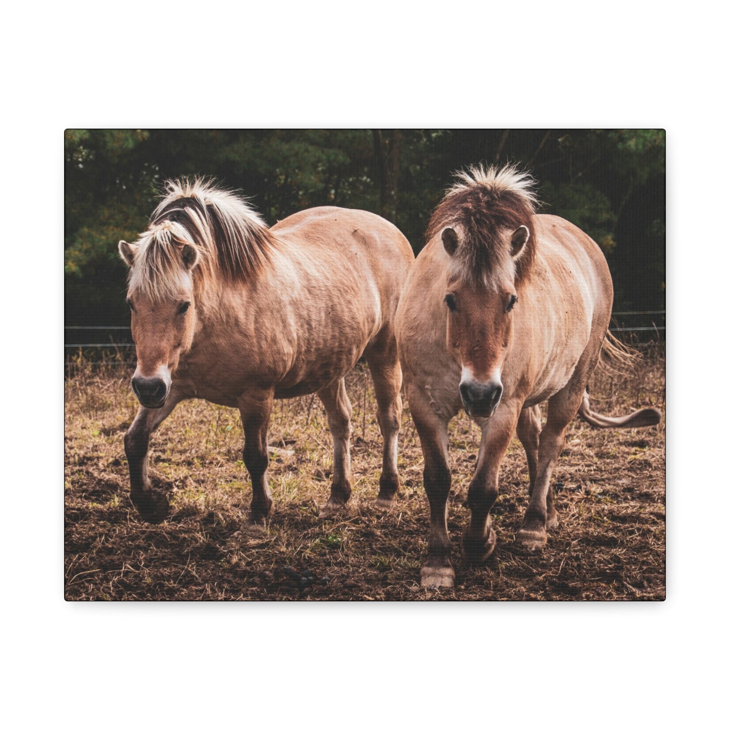 Canvas Gallery Wrap - Cody and Cheyenne - Photo