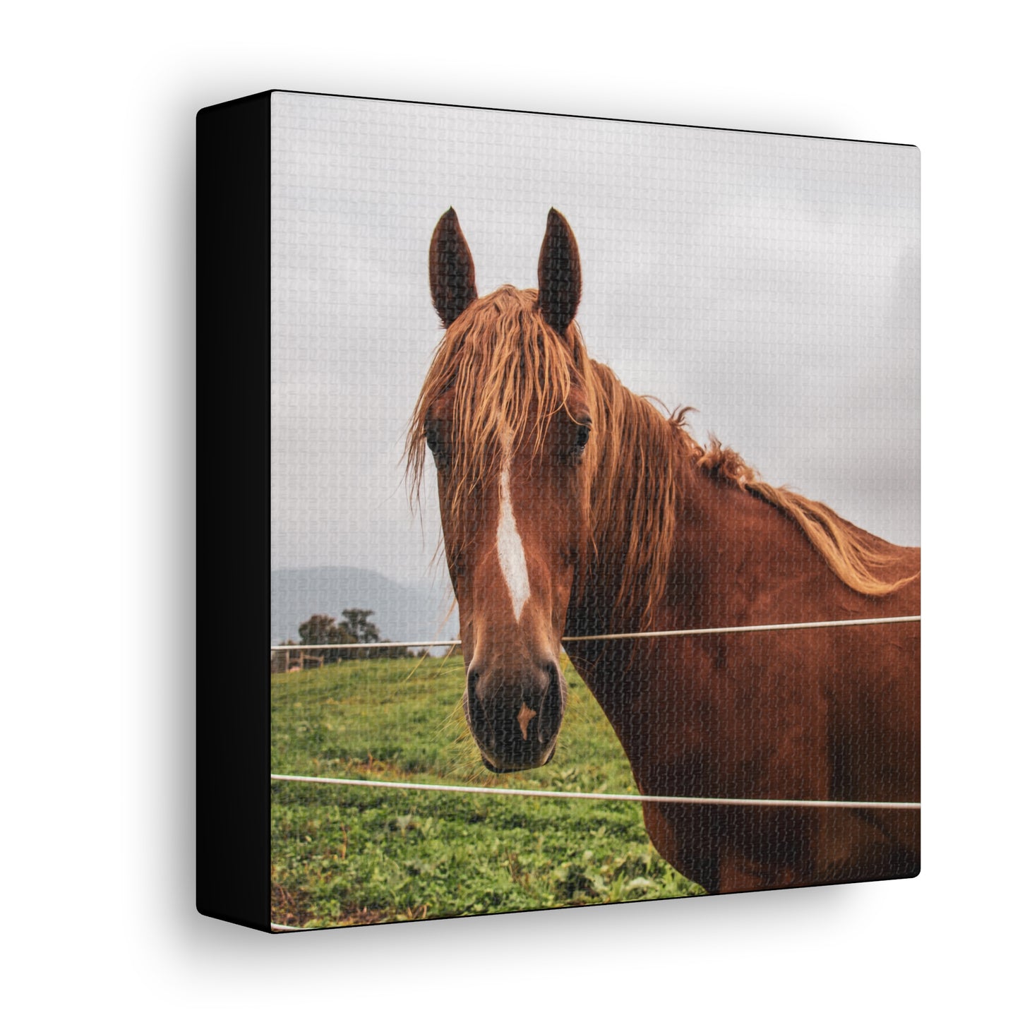 Canvas Gallery Wrap - Takota - Photo