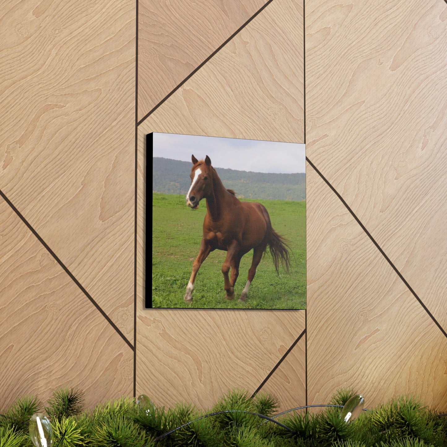 Canvas Gallery Wrap - Redwood - Photo